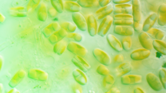 The microscopic world of diatoms