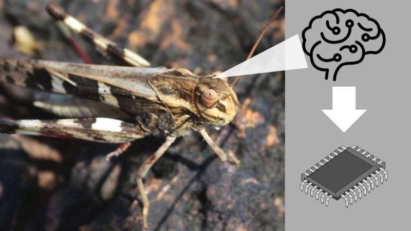 Representative image of mimicking locust brain. Credit: Dennis Joy