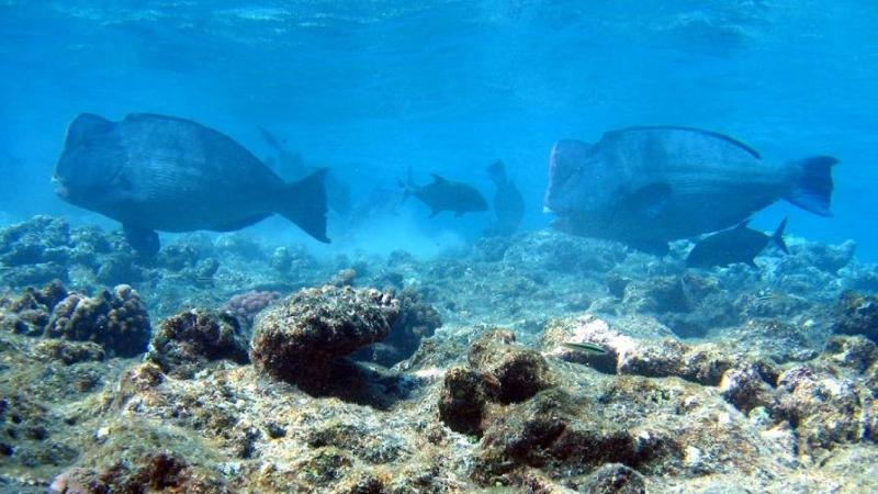 Researchers study the distribution of the Bumphead parrotfish in the corals of Andamans