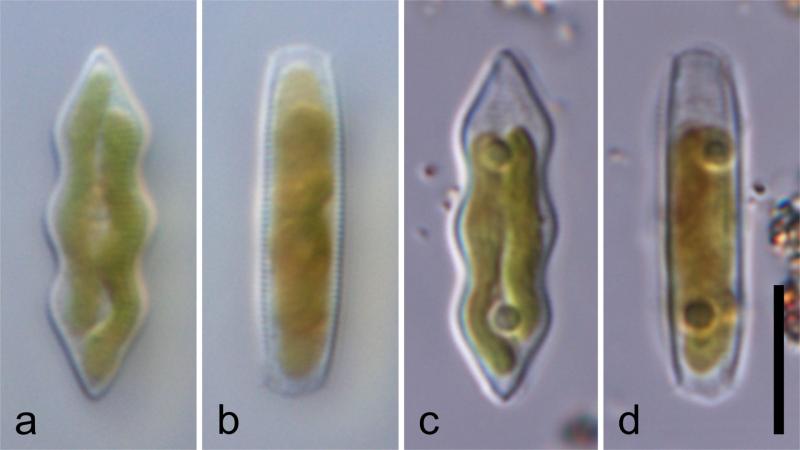 Looking through 'living glass', researchers discover a new genus of diatoms from India and China