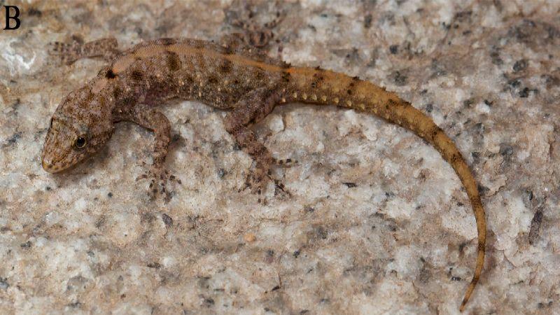 What does it take to discover geckos?