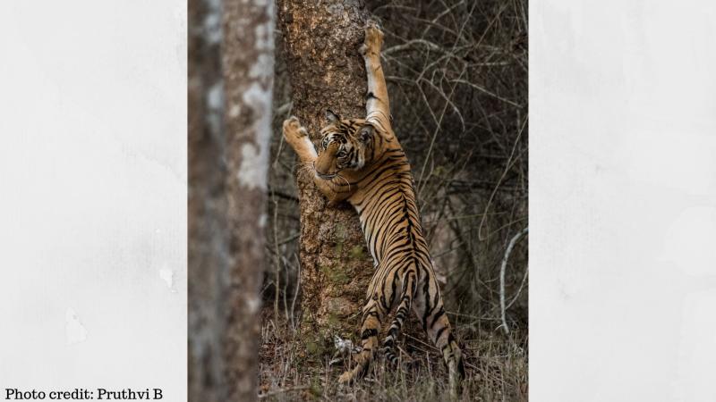 Not just numbers, DNA holds the key in tiger conservation 