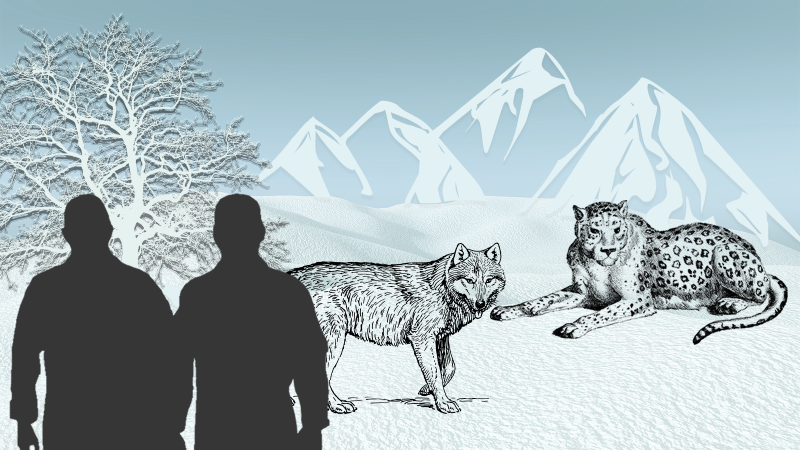 With snow leopards and wolves around, here’s how Ladakh can reduce human–wildlife conflicts