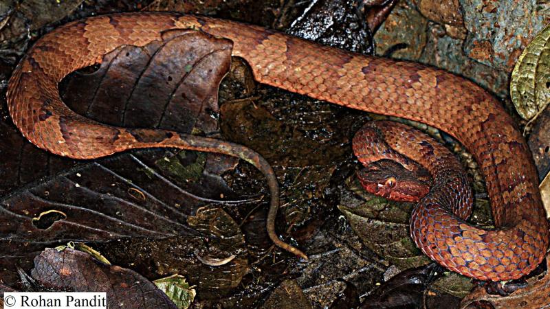 After 70 long years, a new species of pitviper emerges from Arunachal Pradesh