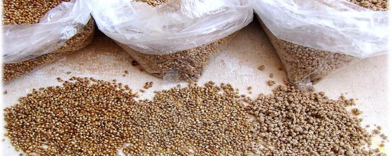 Small millets can help fight food insecurity during pandemics 