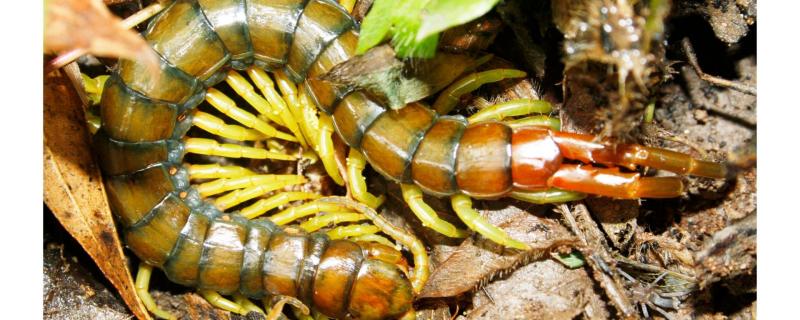 Researchers from the Natural History Museum, London, have uncovered the evolutionary links between the different species of centipedes dating back to Gondwana. 