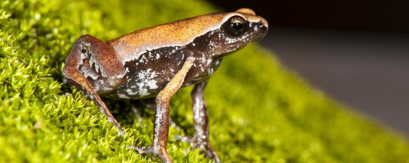 New secretive frog species discovered in a roadside puddle in Southern India | SD Biju
