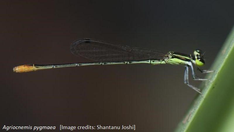 Agriocnemis pygmaea [Image credits: Shantanu Joshi]