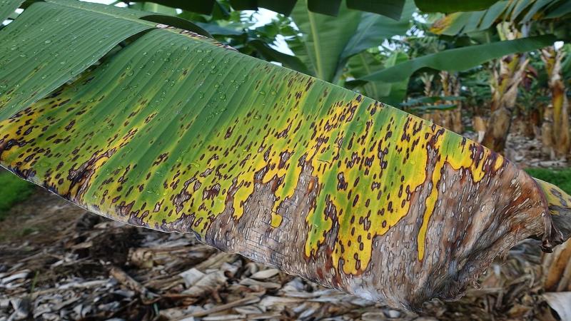 Powered by Artificial Intelligence, smartphones can now ward off banana pests