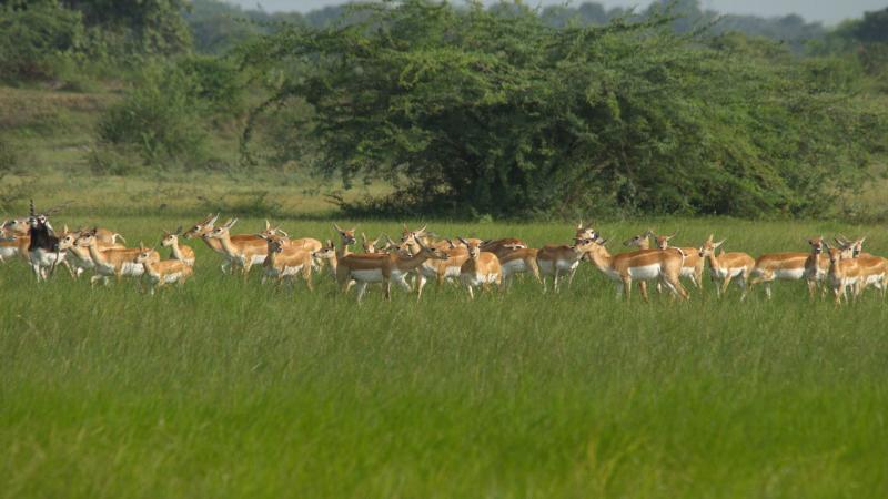 How did the iconic blackbuck evolve? IISc scientists find new insights