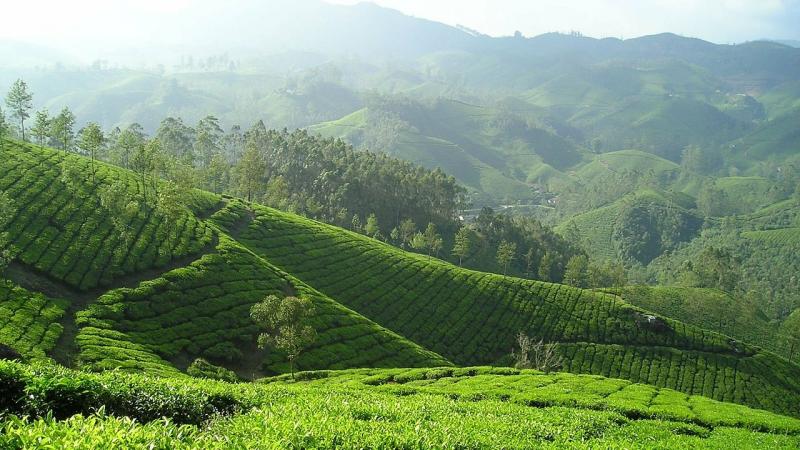 Researchers from IISER, Tirupati, ATREE, Bengaluru, Hume Centre for Ecology and Wildlife Biology, Kerala and The Gandhigram Rural Institute, Tamil Nadu, studied the changes to the Shola grasslands of the Western Ghats.