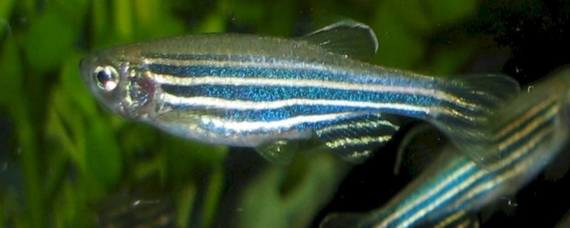 Study shows zebrafish use visual cues to find food in turbid water