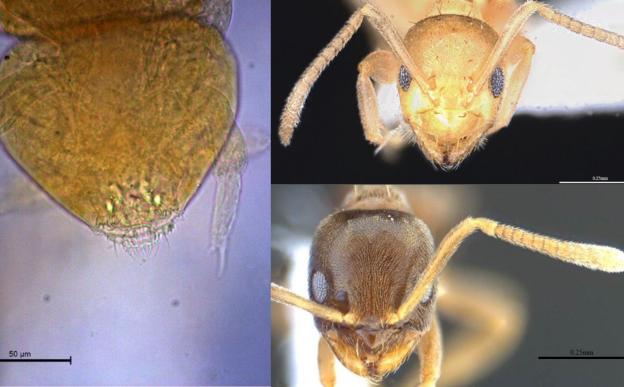 Neelus sikkimensis, Paraparatrechina sohryngkham and Paraparatrechina ali