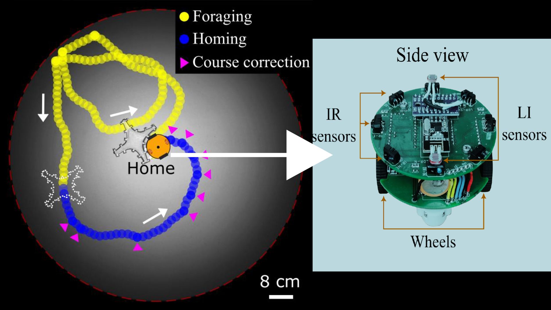 Path taken by the homing robot and a magnified view of the robot.  Credit: Dr. Nitin Kumar