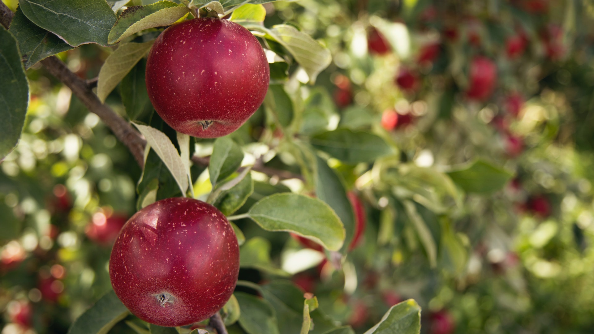 Climate change is driving apple orchards higher up in the
