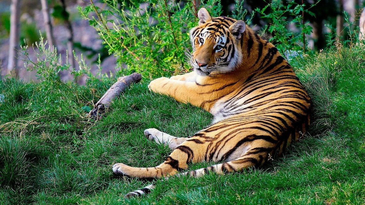 Amur Tiger