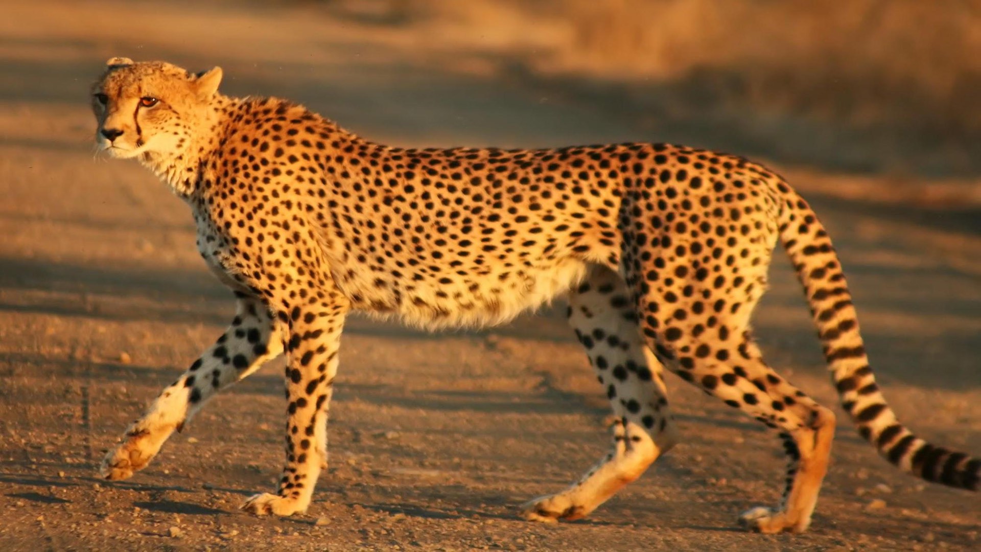 new-insights-on-the-evolution-of-cheetahs-may-help-decide-the-best-move