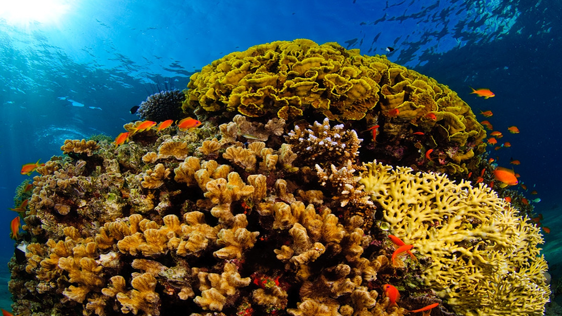 When sea corals act as climate archives