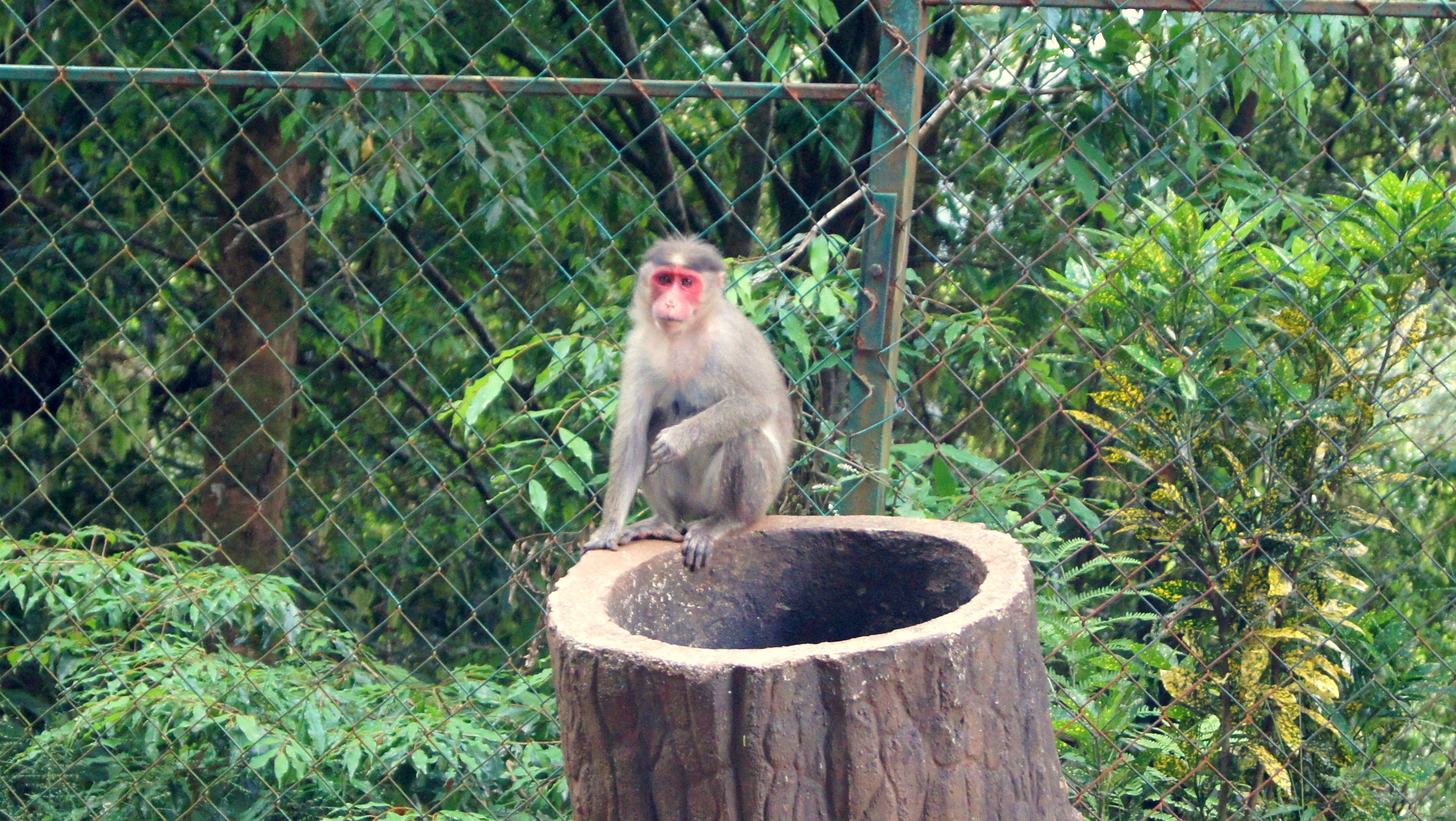 Why Feeding Monkeys is Bad for Forests