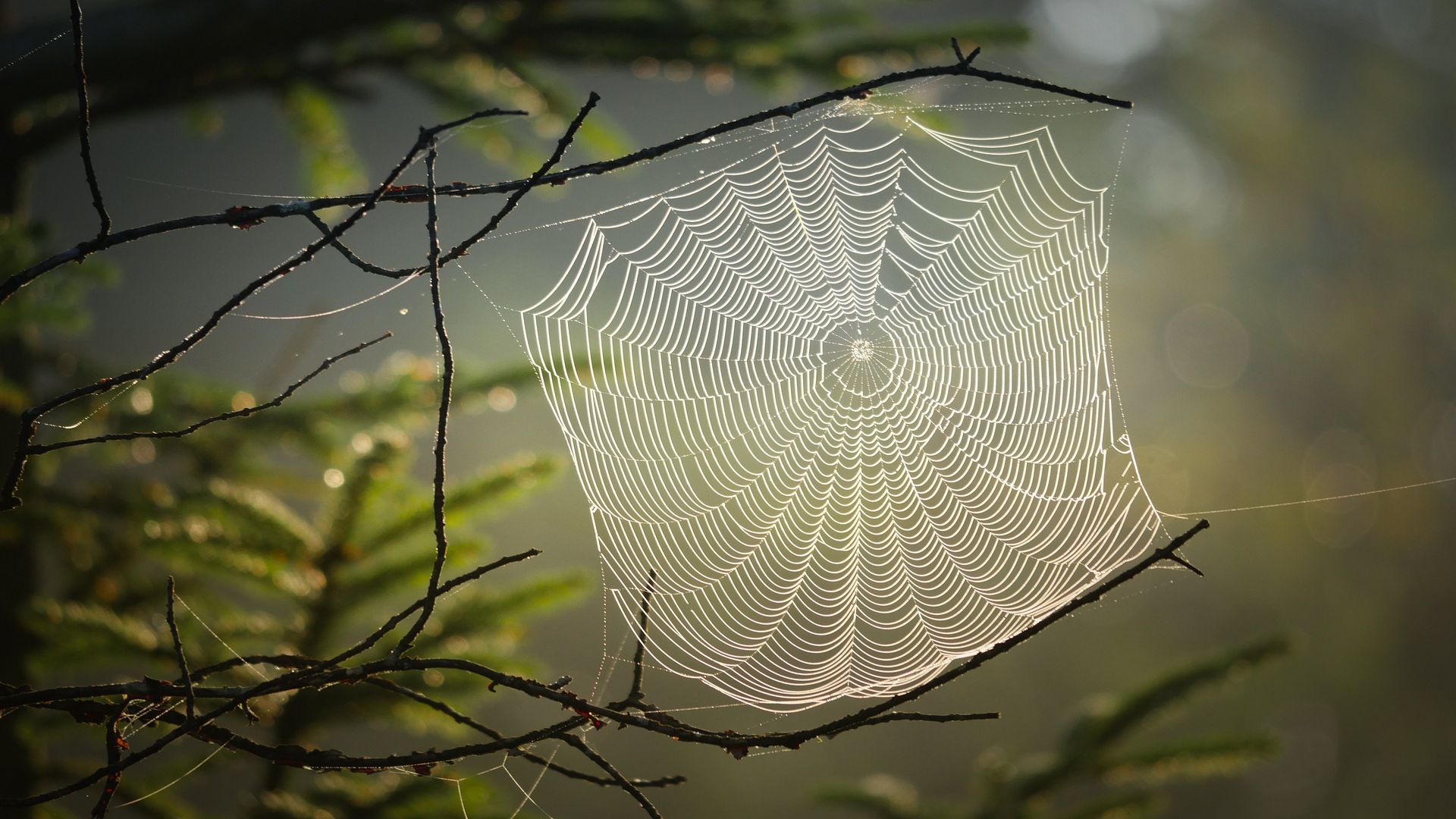 Spiders weave a web of memories