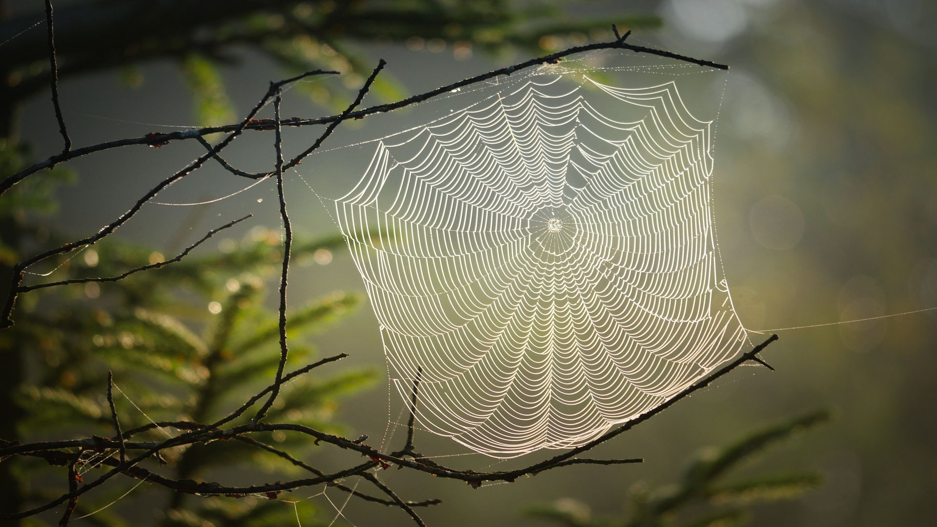 How to photograph a spider's web - Discover Wildlife