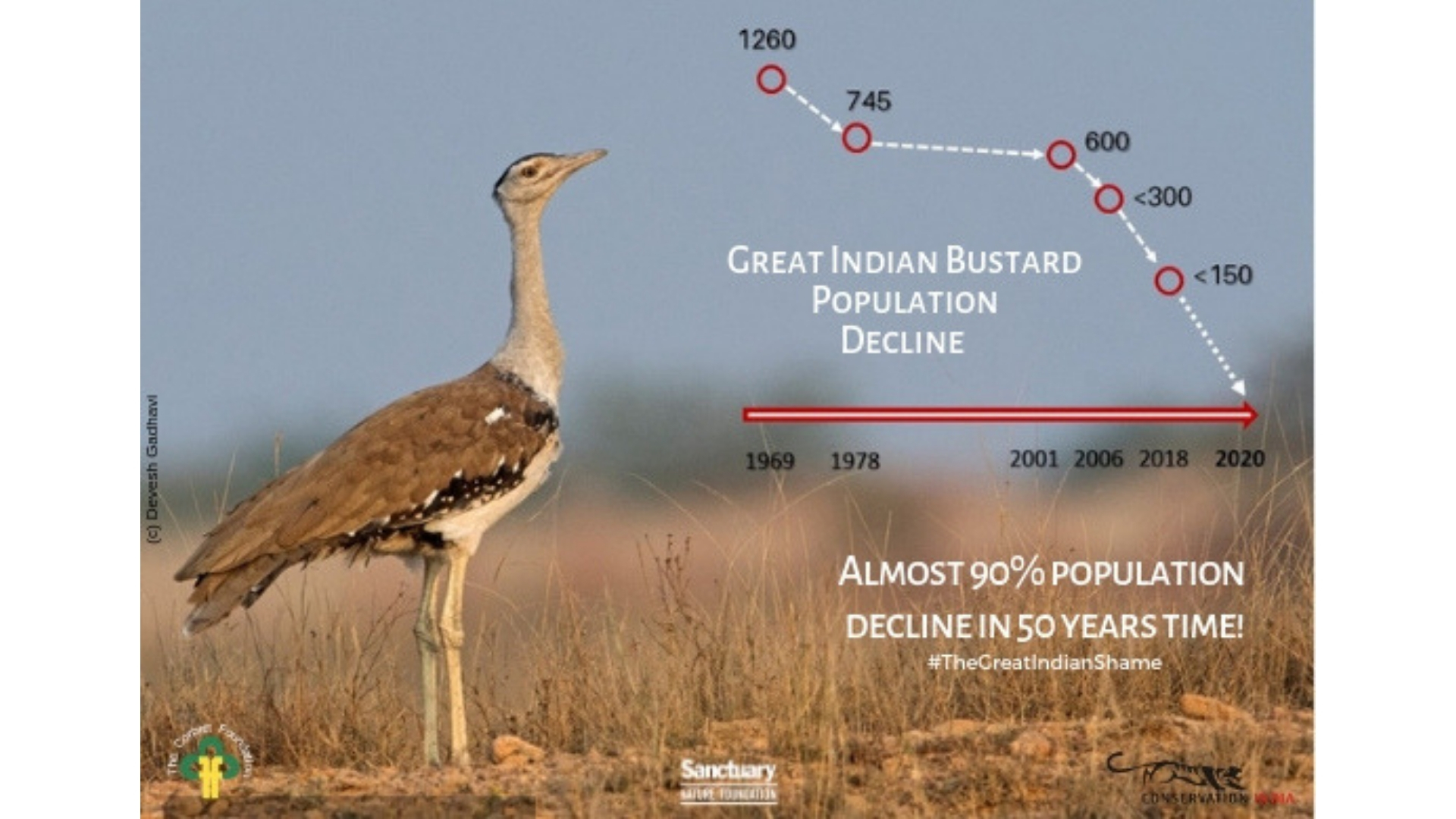Great Indian bustard  Natural History, Conservation Status