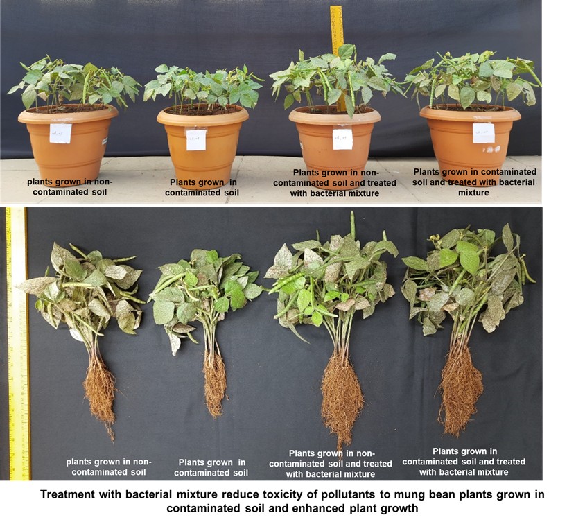 Image demonstrating the effects of bacterial mixture from the study.