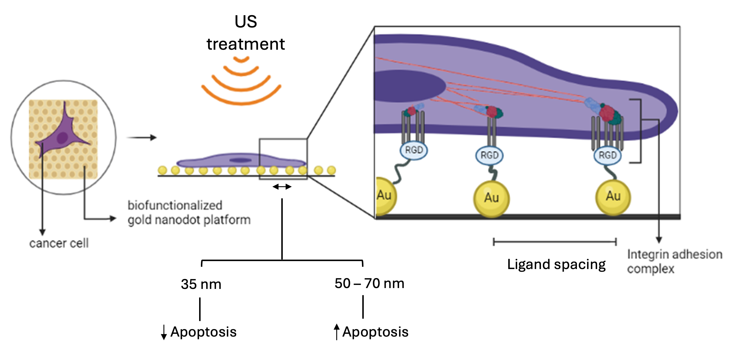 Graphical representation of the experimental setup