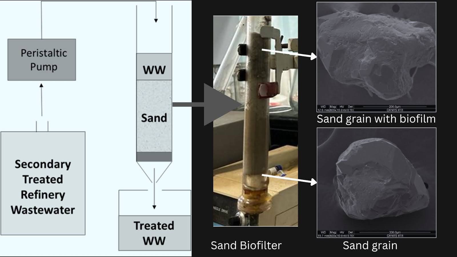 Schematic of sand biofiltration, photo of Sand biofilters made of acrylic, and microscopic images of the sand with and without the biofilm. (Credits: Authors of the study)