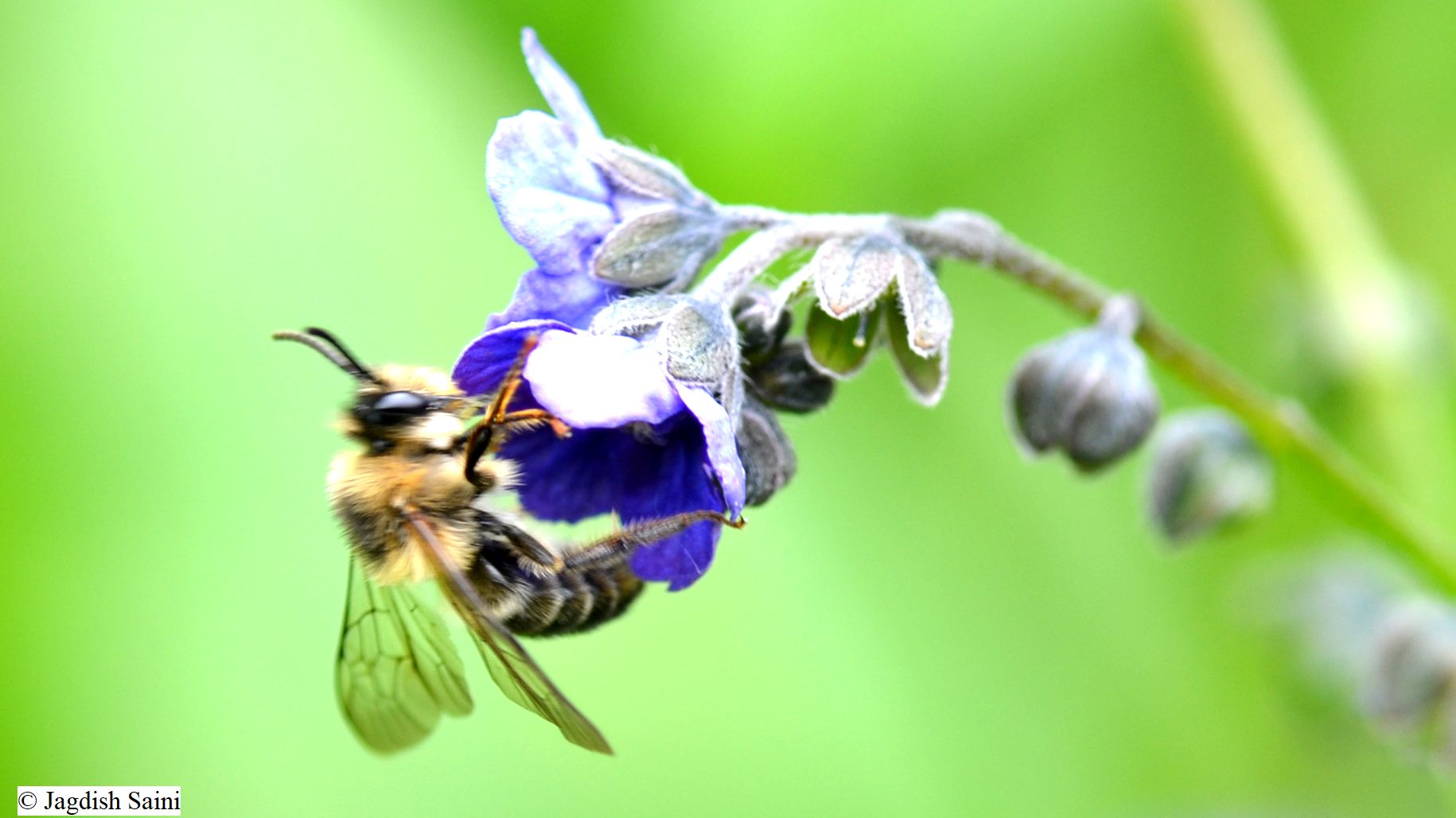 Researchers describe a new species of bees from Uttarakhand