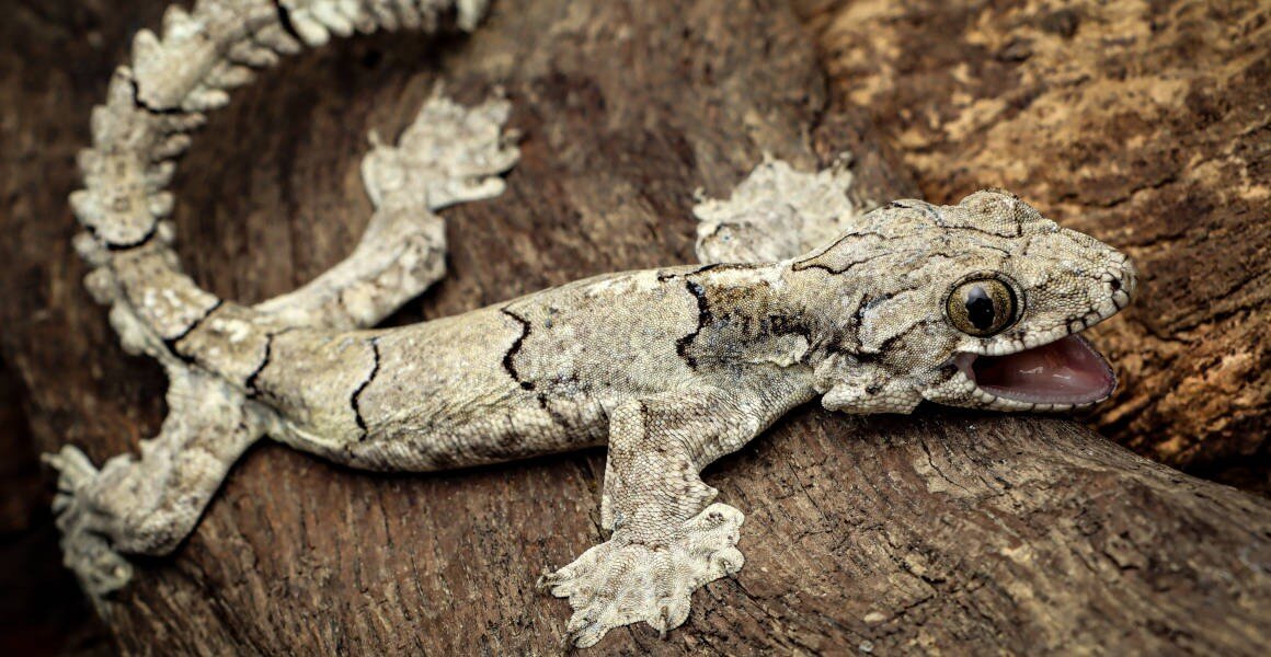 New species of flying gecko discovered in Mizoram