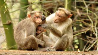 Study finds monkeys use gestures to communicate, just like apes.