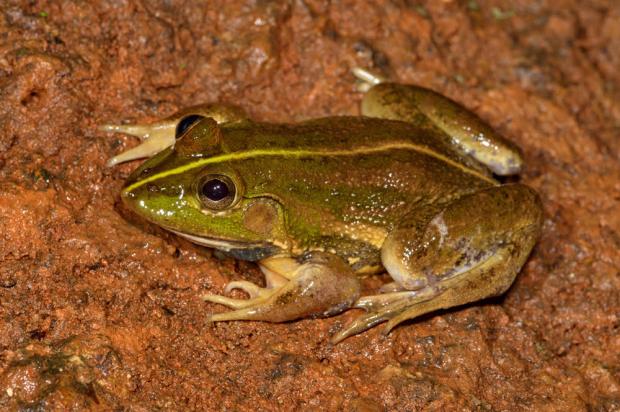 Karaavali Skittering Frog, Photo: KS Seshadri