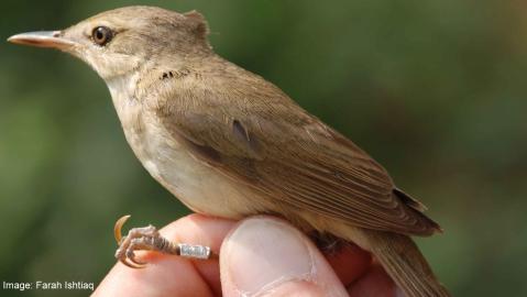 Blyth's Reed Warbler