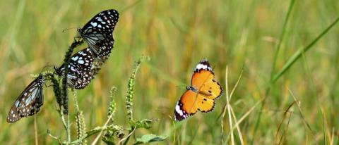 Butterflies found in Gubbi