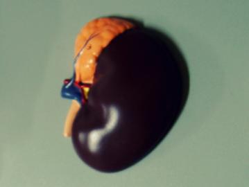 A model of a kidney