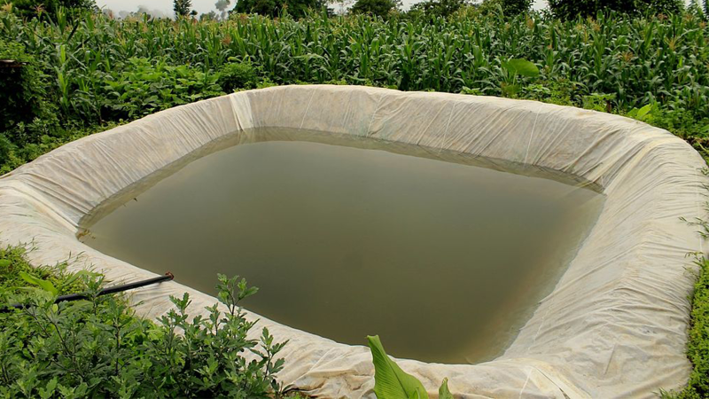 Rainwater harvesting ensures sustainable groundwater availability