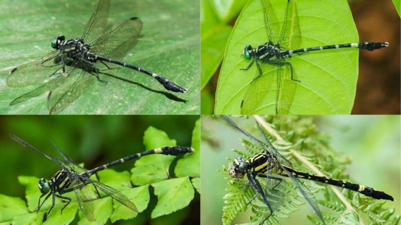 Merogomphus aryanadensis (Top) from Kerala and Merogomphus flavoreductus (Bottom)