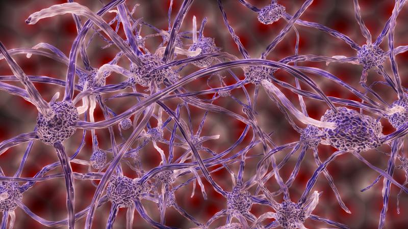 Scientists unravel a gene function that helps the genesis of neurons