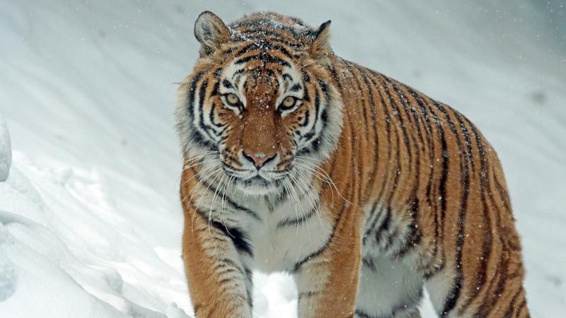 Bengal Tiger New Photos