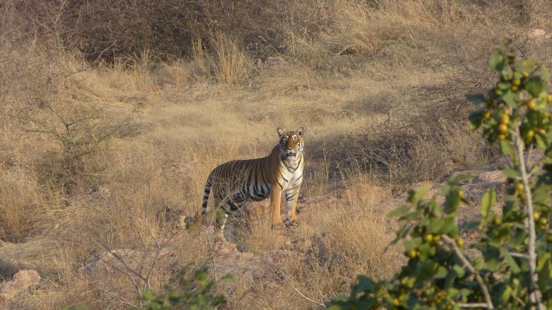 How accurate are India’s tiger numbers?
