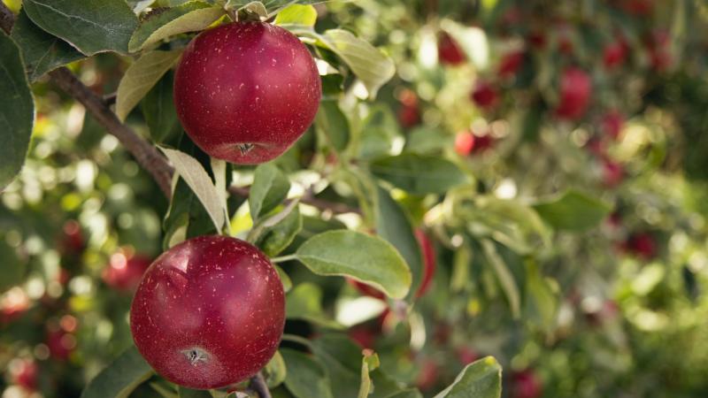Climate change is driving apple orchards higher up in the Himalayas, and geoengineering could be a stopgap