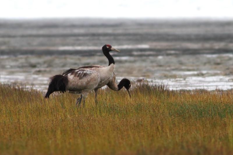 A proposed dam in Arunachal Pradesh threatens Black-necked Cranes’ habitat