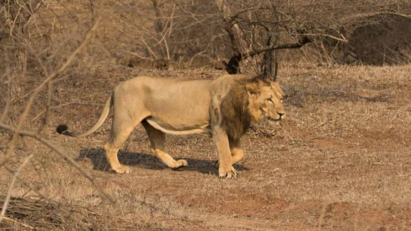 Genetic diversity in India’s lions is dangerously low, and that’s a big problem