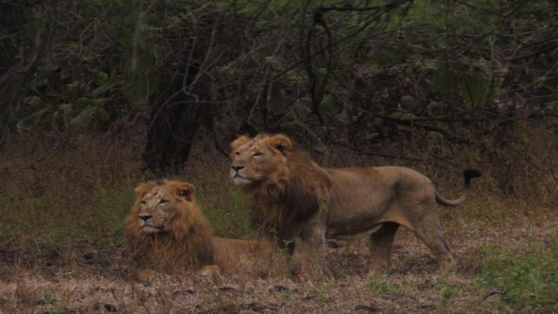 An accurate count of Asiatic lions could help design better conservation practices