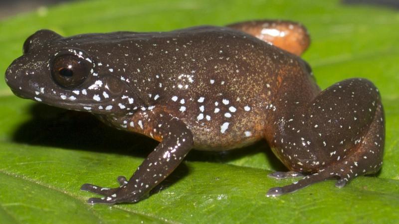 IISc researchers describe a new starry frog from the Western Ghats
