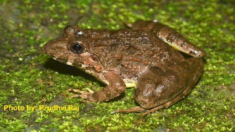 Frog tales: Finding an alter ego a thousand kilometer away