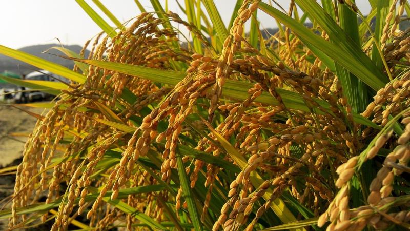 Researchers identify key genes that help rice adapt to water scarcity