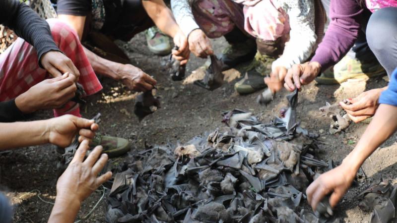 On the edge: Bats in northeast India found to carry filoviruses that could spread to humans