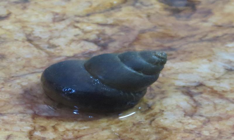 Mystery river snail reveals dispersal events into Indian subregion